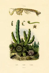 Mantis-rejer, 1833-39