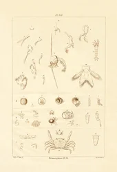 Metamorfose, 1833-39