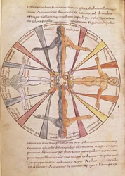 Ms 422 fol.6v Årstidernes og månedernes hjul, fra De Natura Rerum af St. Isidore af Sevilla