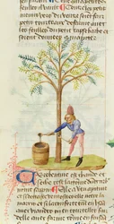 Ms Est 28 M.5.9 fol.165r Samler terpentin, fra Grand Herbier af Pedanius Dioscorides (ca. 40-90 e.Kr.)