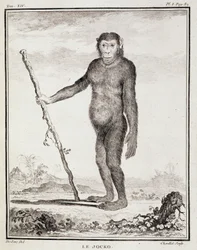 Naturhistorisk plade: Jocko - i "Natural History, General and Particular" af Buffon