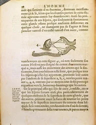 Optisk diagram, fra De Homine Figuris af Rene Descartes (1596-1650) udgivet i Haag, 1662
