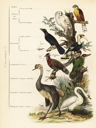Fugleordener: tårnfalk, Falco tinnunculus, sårbar sneugle, Bubo scandiacus, større blåøret stær, Lamprotornis chalybaeus, stor næsehornsfugl, Buceros bicornis, europæisk grøn spætte, Picus viridis, vestlig tragopan, Tragopan melanocephalus,