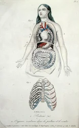 Organer i bryst og mave, fra 