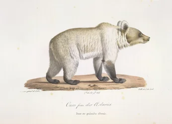 Bear fem fra Asturien. Kvinde spansk brunbjørn, fra Natural History of Pattedyr (farve litho)