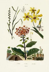 Flerårig Rajgræs, 1833-39