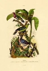 Duer, 1833-39