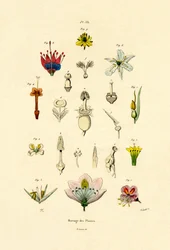 Plant Breeding, 1833-39dani