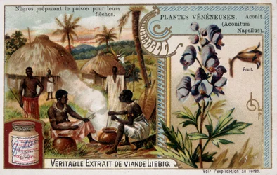 Giftplanter: aconit og afrikanske forbereder gift til deres pile - chromo. Liébig, slutningen af det 19. århundrede