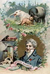 Portræt af baron Georges Cuvier, fransk zoolog og palæontolog (1769-1832), grundlæggeren af sammenlignende anatomi. Kromolitografi af det 19. århundrede.