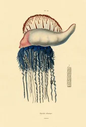 Portugisisk krigsmand, 1833-39