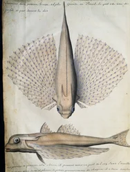 Profil og ryg af bevingede fisk, Big Island, Brasilien, akvarel fra logbog af Jacques Gouin de Beauchesne (1652-1730), kaptajn på Compagnie royale de la Mer du Sud, fra 1698 til 1701, Frankrig