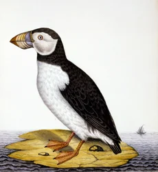 Lunde, marmon fratercula, ca. 1840 (wc på papir)