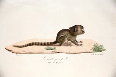 Pygmy Marmoset, fra Natural History of Pattedyr, med originale figurer, af Étienne Geoffroy Saint-Hilaire & Frédéric Cuvier, 1824-42