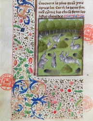 Rabbit warren, fra Jagtens Bog af Gaston Phebus de Foix (1331-91)