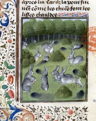 Kaniner - i "" Jagtbog af Gaston Phoebus, greve af Foix, Lord of Béarn""