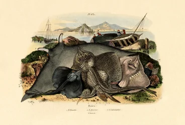 Stråler, 1833-39