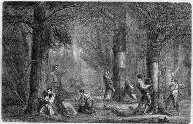 Genopretning af barken af ​​liege eg (oak-liege). Indgravering i "" Planternes historie"" af Louis Figuier udgivet i "" Le Monde Illustré"" nr. 399 af 3. december 1864.