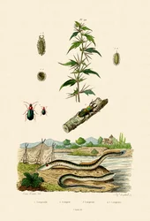 Ru kokleburre, 1833-39