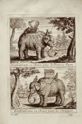 Kongelige elefanter, fra Voyage du Siam des Peres Jesuites af Guy Tachard, 1688