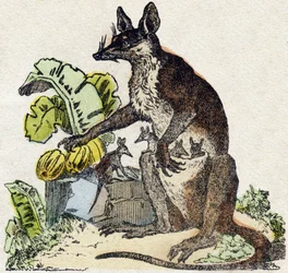 Sarigue (possum). Indgravering i "" Alphabet des animaux sauvages "". 9. serie. Billede af Epinal, Pellerin, trykkeri-udgiver, ca. 1870. Graveringer på træ, stencileret. 16 sider. Mål: 20 x 15 cm. Privat samling