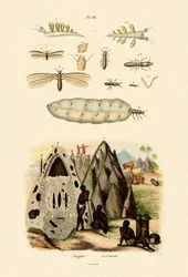 Søsnegl, 1833-39