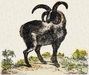 Får. Indgravering i "" Alphabet des animaux sauvages "". 9. serie. Billede af Epinal, Pellerin, trykkeri-udgiver, ca. 1870. Graveringer på træ, stencileret. 16 sider. Mål: 20 x 15 cm. Privat samling