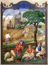 Fåreskæring og -høst - miniature, middelalder.