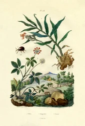 Skinnende edderkoppebille, 1833-39