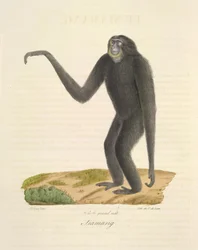 Siamang, fra Natural History of Pattedyr (farve litho)