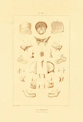 Skelet, 1833-39