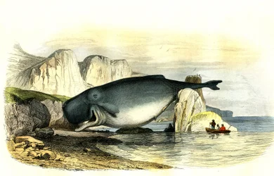 Kaskelovalas (Physeter macrocephalus) - Bernard Germain de Lacepeden (1856-1925) Histoire Naturellesta uuttama Planche, painos P.Furme, Pariisi