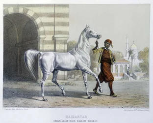 Stalon arabisk, Bairaktar