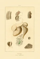 Mave, 1833-39