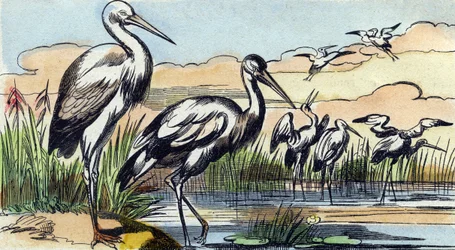 Stork. Indgravering i "Buffon Alphabet des Oiseaux n 1". 3. Serie N 1. Billeddannelse af Epinal, Epinal, slutningen af det 19. århundrede. 16 sider. Mål: 28x21 cm