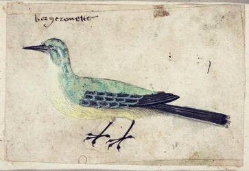 Studie af en fugl, c.1620