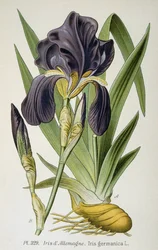 Den tyske irisblomst