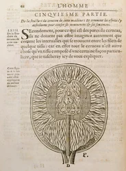 The Structure of the Brain, fra De Homine Figuris af Rene Descartes (1596-1650) udgivet i Haag, 1662