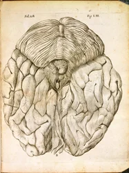 The Structure of the Brain, fra De Homine Figuris af Rene Descartes (1596-1650) udgivet i Haag, 1662