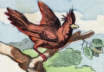 Kardinalen. Indgravering i "Buffon Alphabet des Oiseaux n 2". 3. Serie N 2. Billeddannelse af Epinal, Epinal, slutningen af det 19. århundrede. 16 sider. Mål: 28x21 cm
