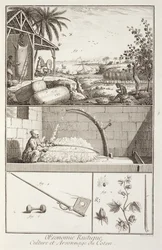 Dyrkning af bomuld, fra Encyclopedia af Denis Diderot (1713-84), indgraveret af A. Provost (fl.1834-55), ca.1760