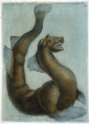 Den marine kamel. Illustration af M. Toussaint (1756) i "Periodic Observations on Physics, Natural History and the Arts".