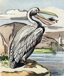 Pelikanen. Indgravering i "Buffon Alphabet des Oiseaux n 1". 3. Serie N 1. Billeddannelse af Epinal, Epinal, slutningen af det 19. århundrede. 16 sider. Mål: 28x21 cm