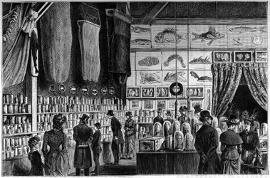 Den zoologiske udstilling på Natural History Museum i Paris, samlinger indsamlet under de videnskabelige ekspeditioner af arbejder- og talismanskibene