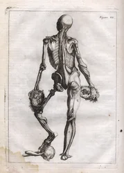 Denne figur kan tilfredsstille nysgerrigheden hos dem, der ønsker at se Corps depouille to the Bones - gravering i "Abstract Anatomy, accommodated to the arts of painting and sculpture" - "" Abrege d