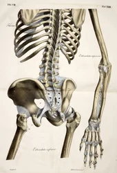 Thorax, fra den menneskelige krops anatomiske plader udført efter naturlige dimensioner, ledsaget af en forklarende tekst udgivet af cte de Lasteyrie