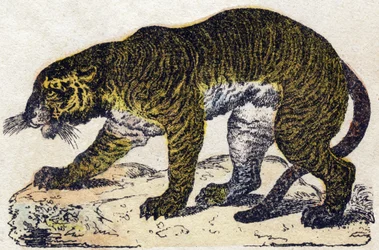 Tiger. Indgravering i "" Alphabet des animaux sauvages"". 9. serie. Billede af Epinal, Pellerin, trykkeri-udgiver, ca. 1870. Graveringer på træ, stencileret. 16 sider. Mål: 20 x 15 cm. Privat samling