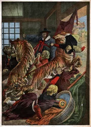 Tigre angriber