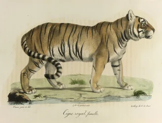 Kongelig tiger, hun. En kvindelig kongelig tiger, fra Natural History of Mammals (farve litho)