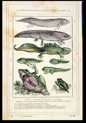 Transition of Fish into Amphibians, fra en bog af Dr. Rengade, ca. 1880